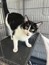 A young medium-sized female Black & White / Tuxedo American Shorthair cat named Pippa for adoption in Gainesville, TX