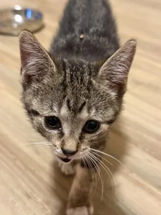 A baby small-sized female Brown / Chocolate Domestic Short Hair cat named Freya for adoption in Harbor Springs, MI
