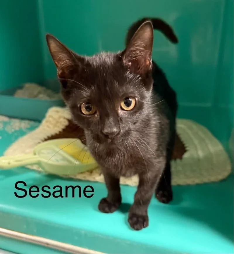 A baby large-sized male Domestic Short Hair cat named Sesame for adoption in Plattsburgh, NY
