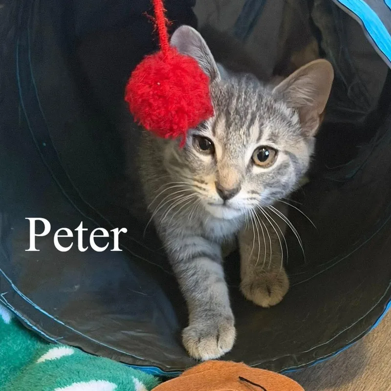 Peter