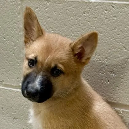 A baby medium-sized female Border Collie dog named Splash for adoption in Sacramento, CA