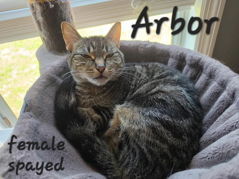 A young medium-sized female Tabby (Brown / Chocolate) Domestic Short Hair cat named Arbour for adoption in Dade City, FL