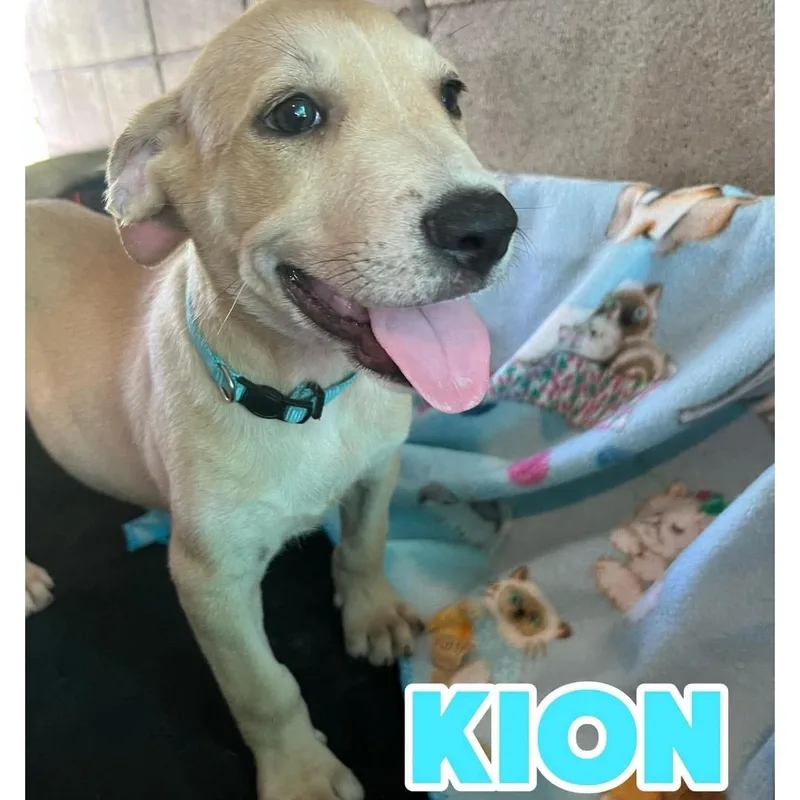 A baby medium-sized male Apricot / Beige American Staffordshire Terrier dog named Kion for adoption in Hampton, VA