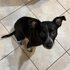 An adult small-sized female Black Chihuahua dog named Zaylee for adoption in Olathe, KS