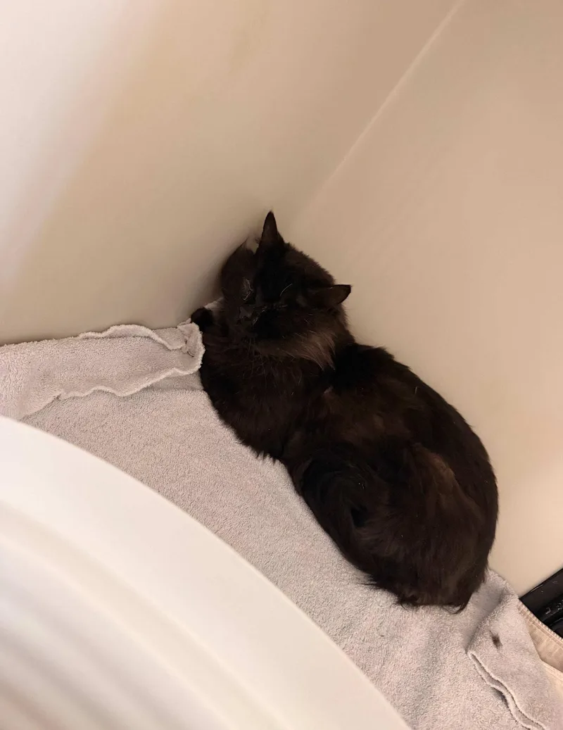 A young large-sized male Black Domestic Long Hair cat named Edgar for adoption in Dillon, MT