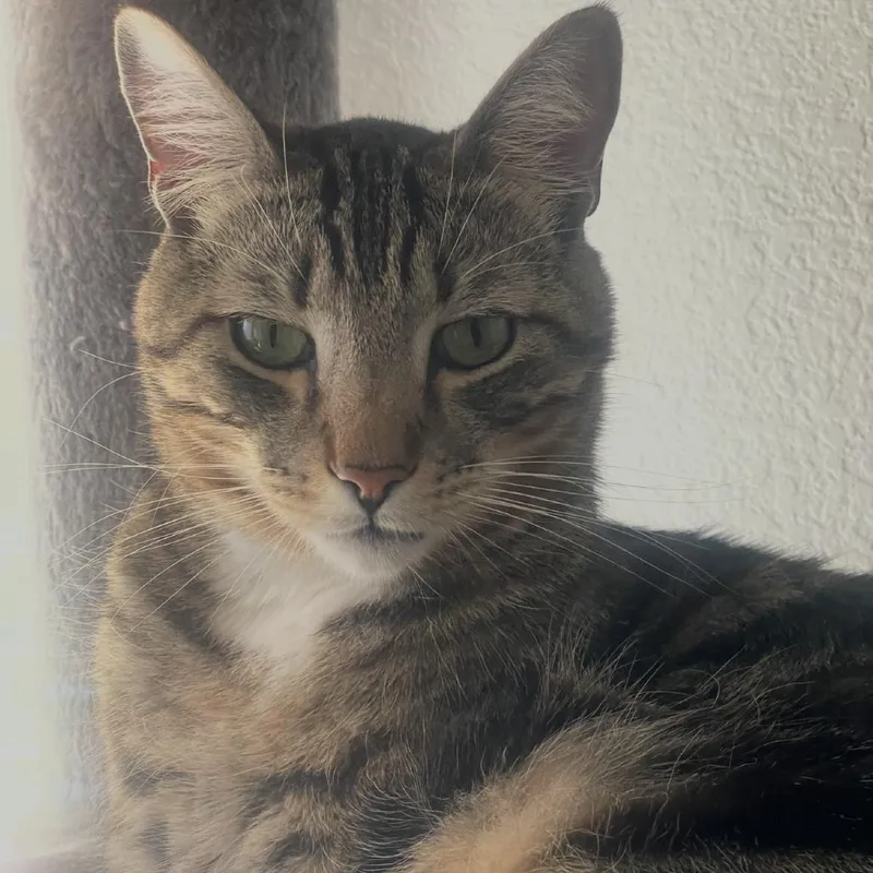 An adult extra large-sized male Brown / Chocolate Domestic Short Hair cat named Cairo for adoption in Riverside, CA