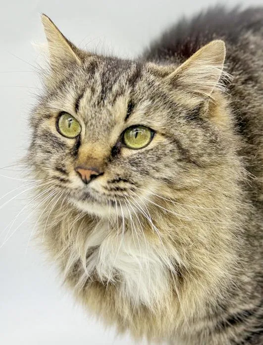 A young medium-sized female Tabby (Brown / Chocolate) Maine Coon cat named Penny Is Truly Purrfect! for adoption in Bedford Hills, NY
