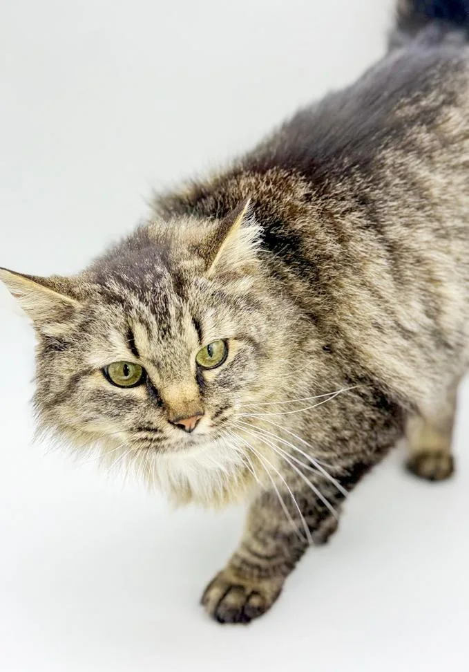 Penny Is Truly Purrfect! thumbnail 2