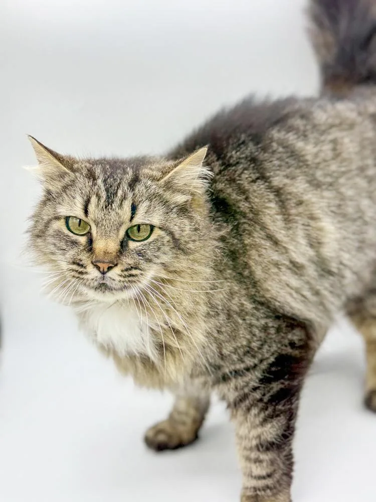 Penny Is Truly Purrfect! thumbnail 3