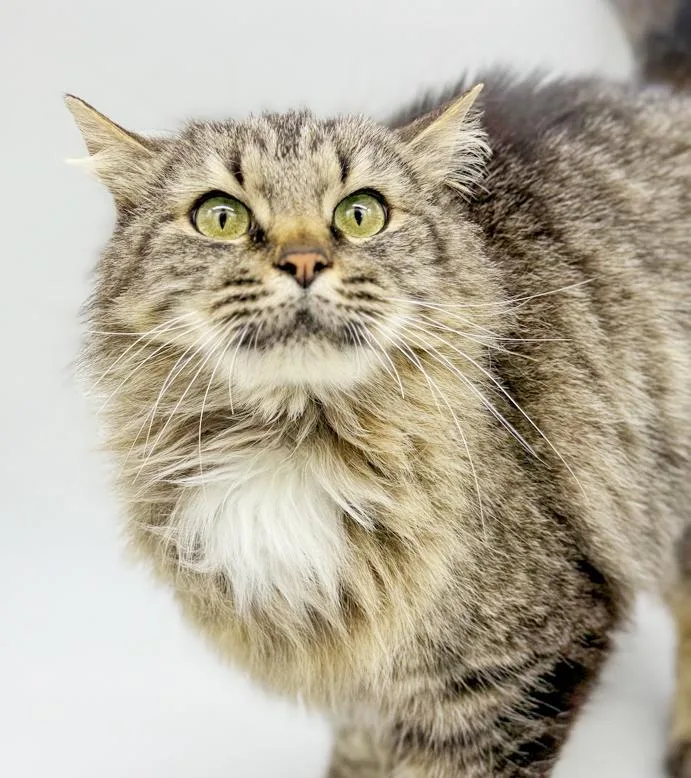 Penny Is Truly Purrfect! thumbnail 4