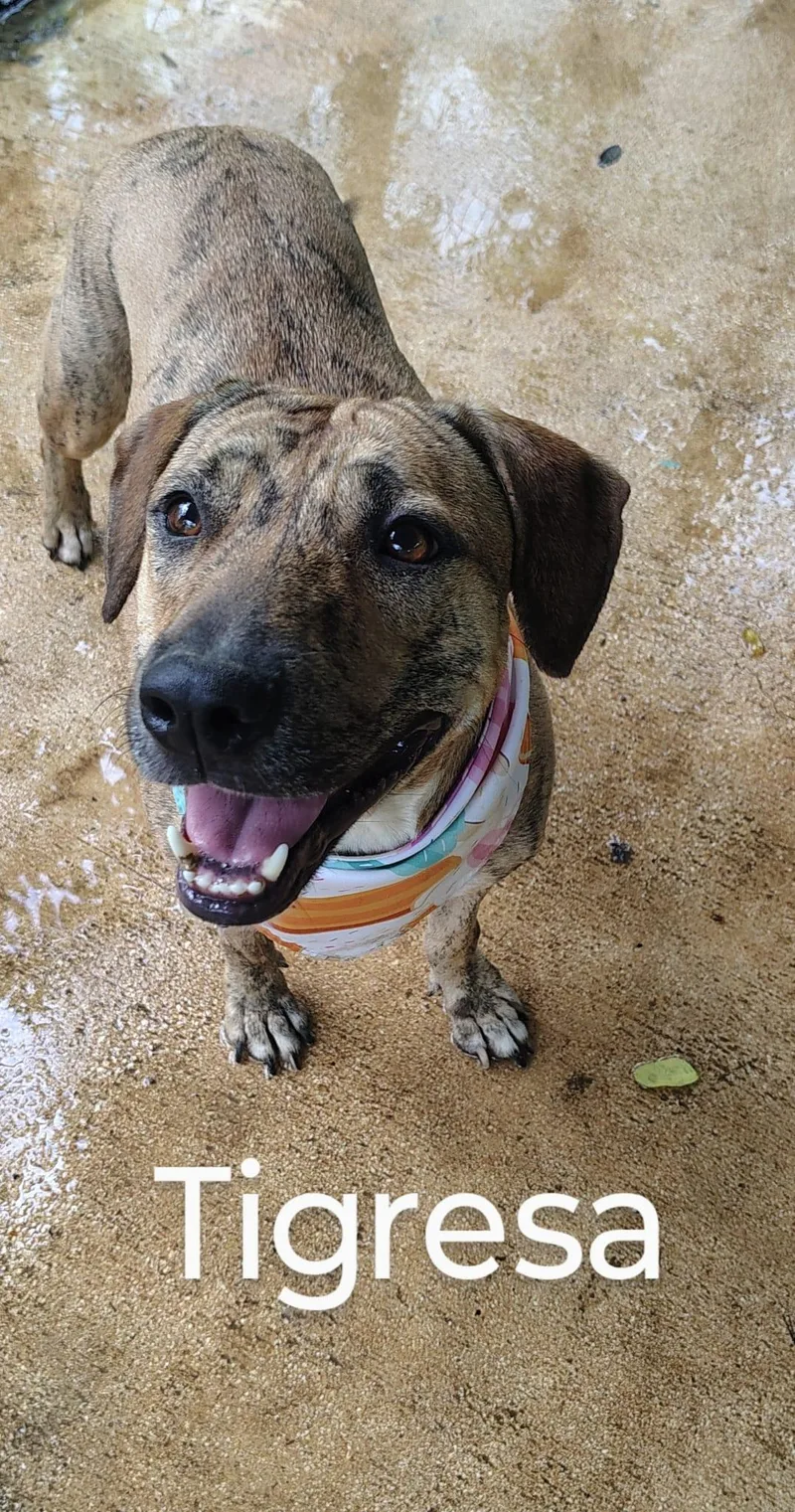 An adult medium-sized female Catahoula Leopard Dog dog named Tiggy for adoption in Albion, NY