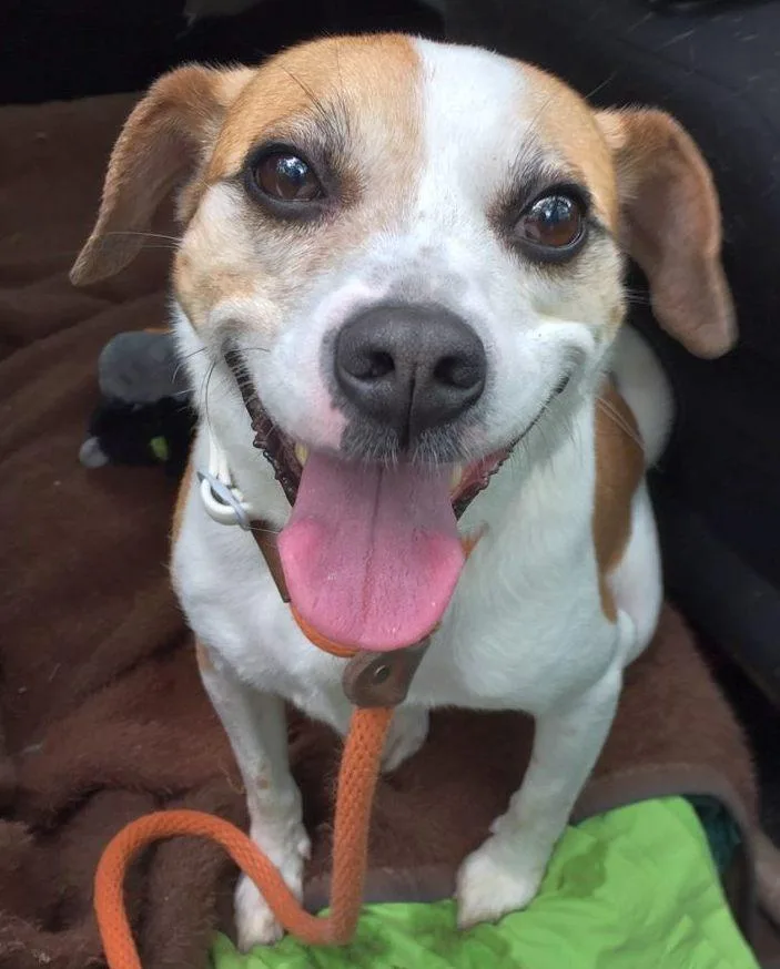 A senior small-sized male Beagle dog named Drew Steele for adoption in Rockaway, NJ