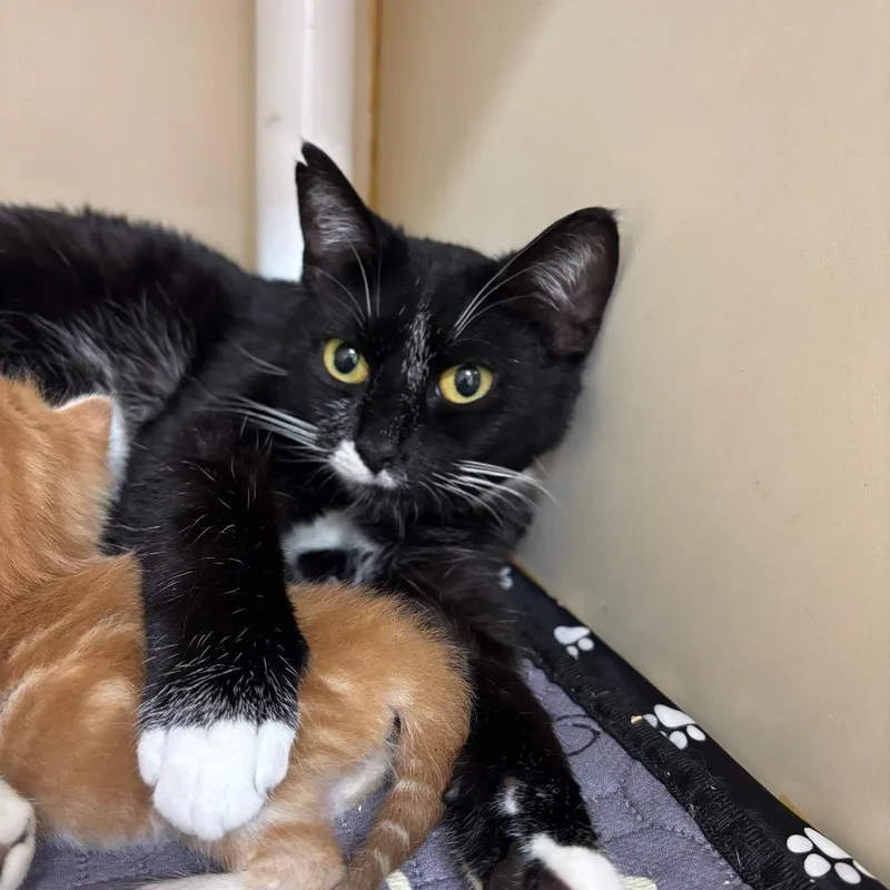 An adult medium-sized female Black Domestic Short Hair cat named Space for adoption in Hinesville, GA