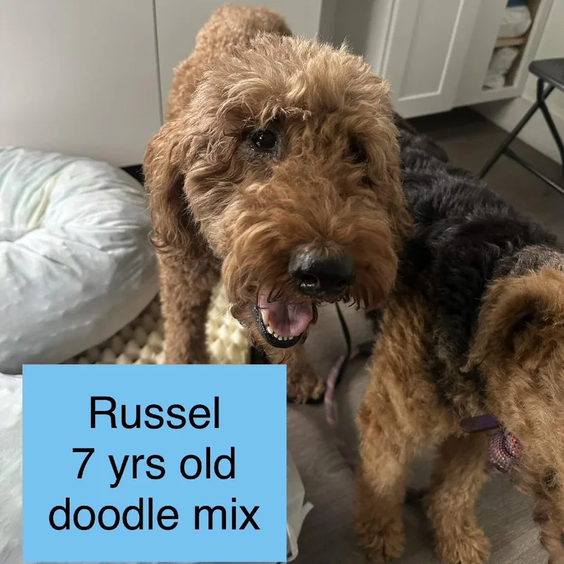 A senior large-sized male Brown / Chocolate Standard Poodle dog named Russel for adoption in Tampa, FL