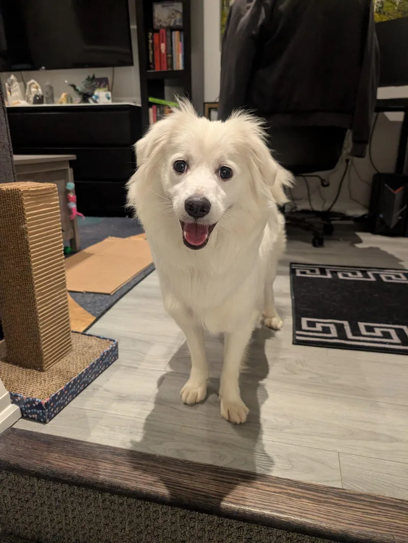 A young small-sized male Spitz dog named Champ for adoption in New York, NY