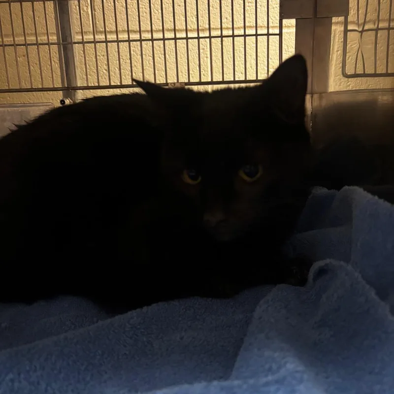An adult medium-sized female Black Domestic Short Hair cat named Rosalyn for adoption in Bristol, IN