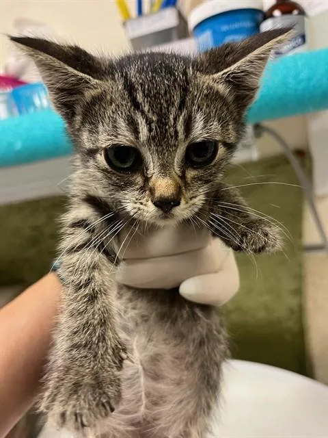 A baby small-sized female Domestic Short Hair cat named Daisy for adoption in Riverside, CA