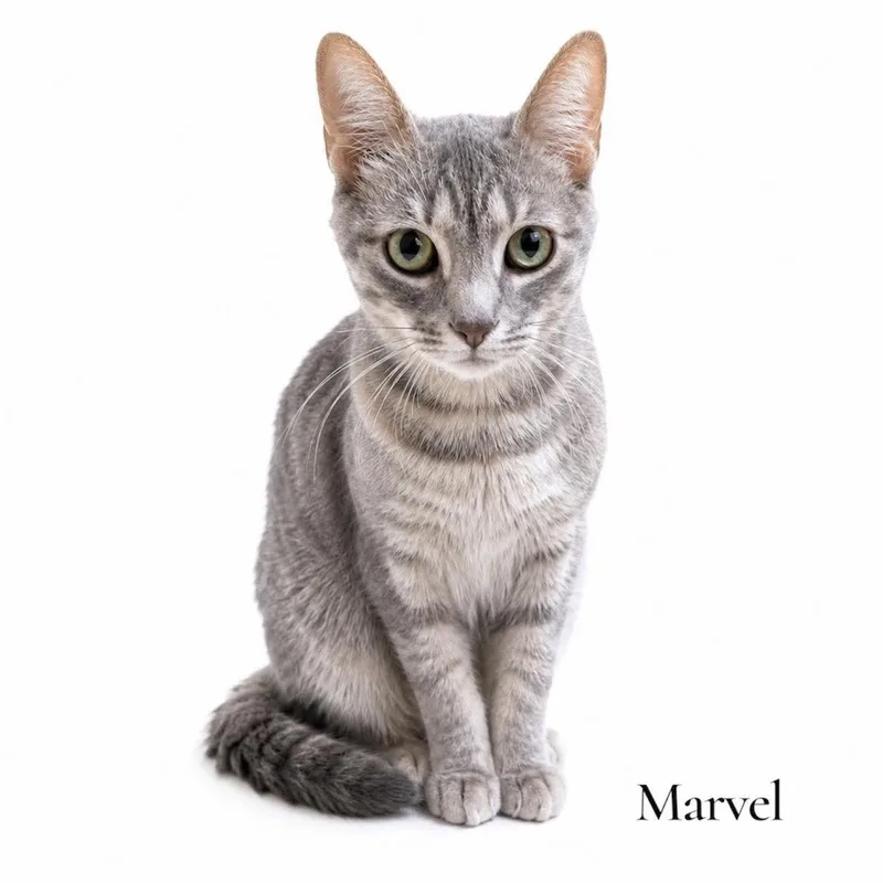 An adult medium-sized female Tabby (Gray / Blue / Silver) Domestic Short Hair cat named Marvel for adoption in Stevensville, MI