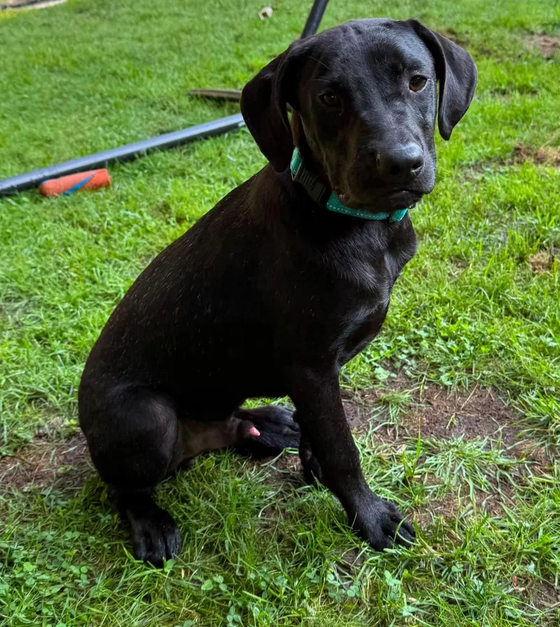 A young large-sized male Black Labrador Retriever dog named Rob for adoption in Billerica, MA