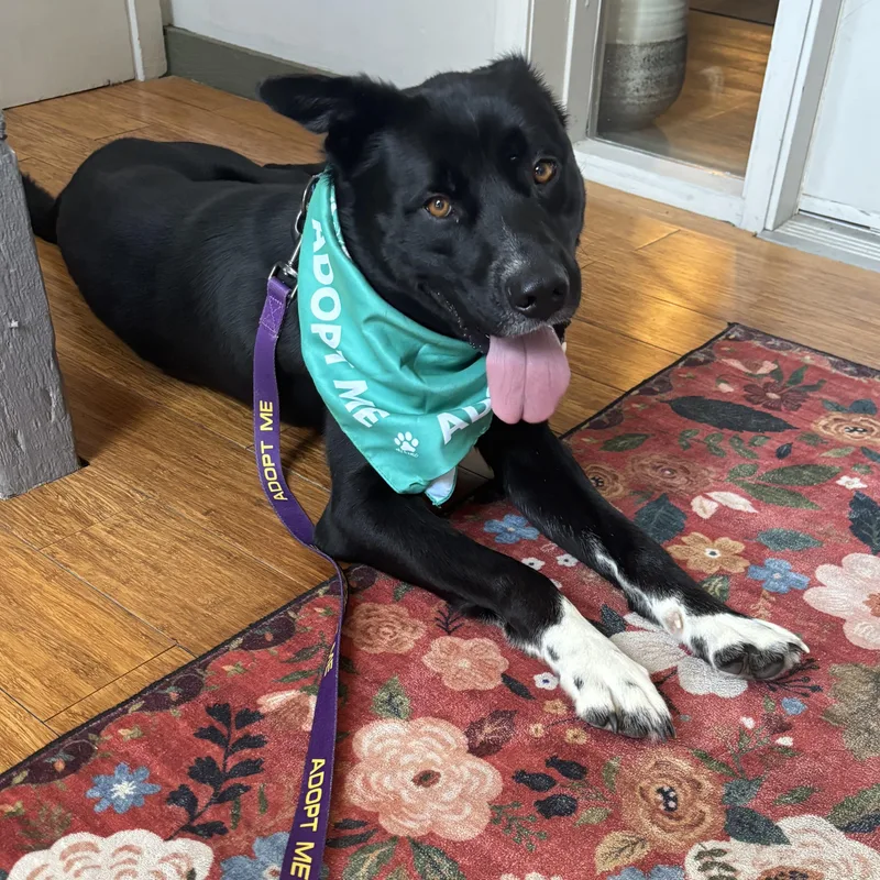 A young large-sized male Shepherd dog named Wyatt for adoption in Liberty, MO
