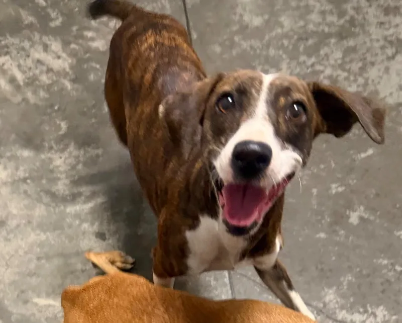 A baby medium-sized female Mixed Breed dog named Tuesday for adoption in Henderson, NC