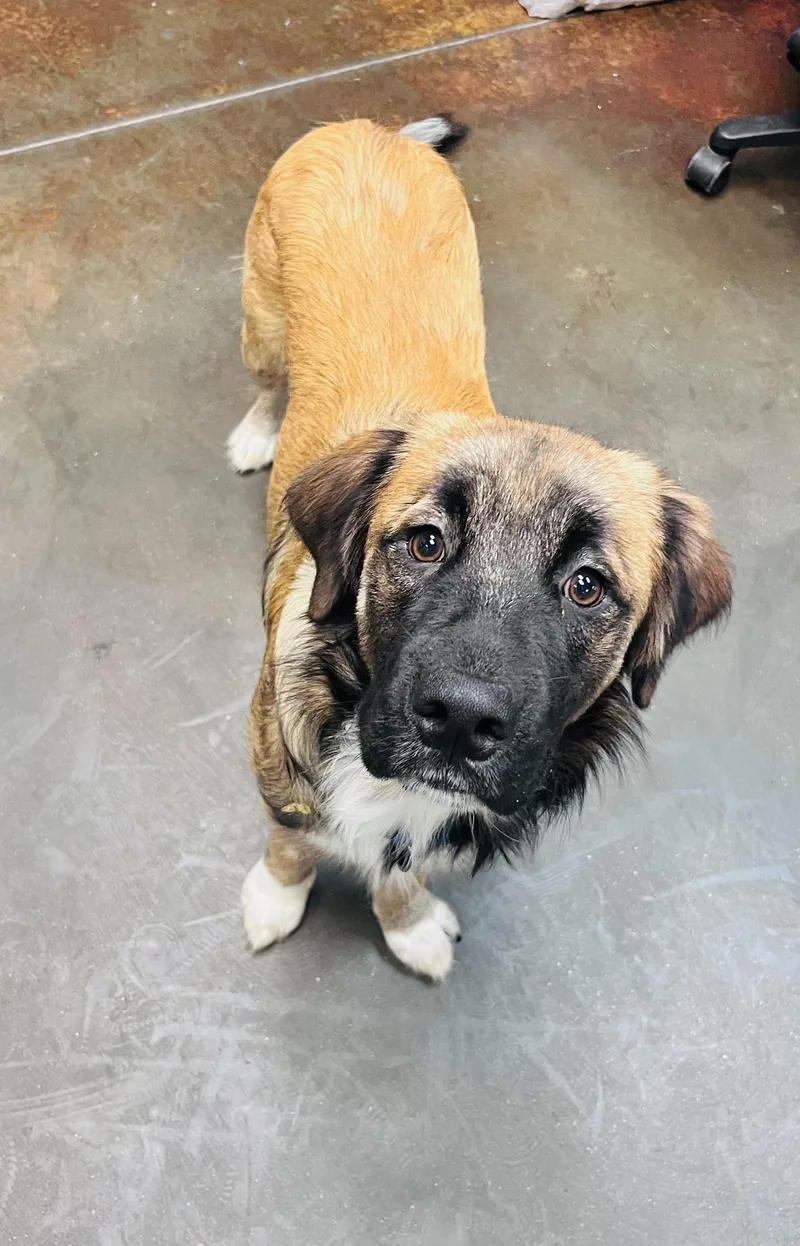 A young large-sized male Mastiff dog named Colt for adoption in Council Bluffs, IA