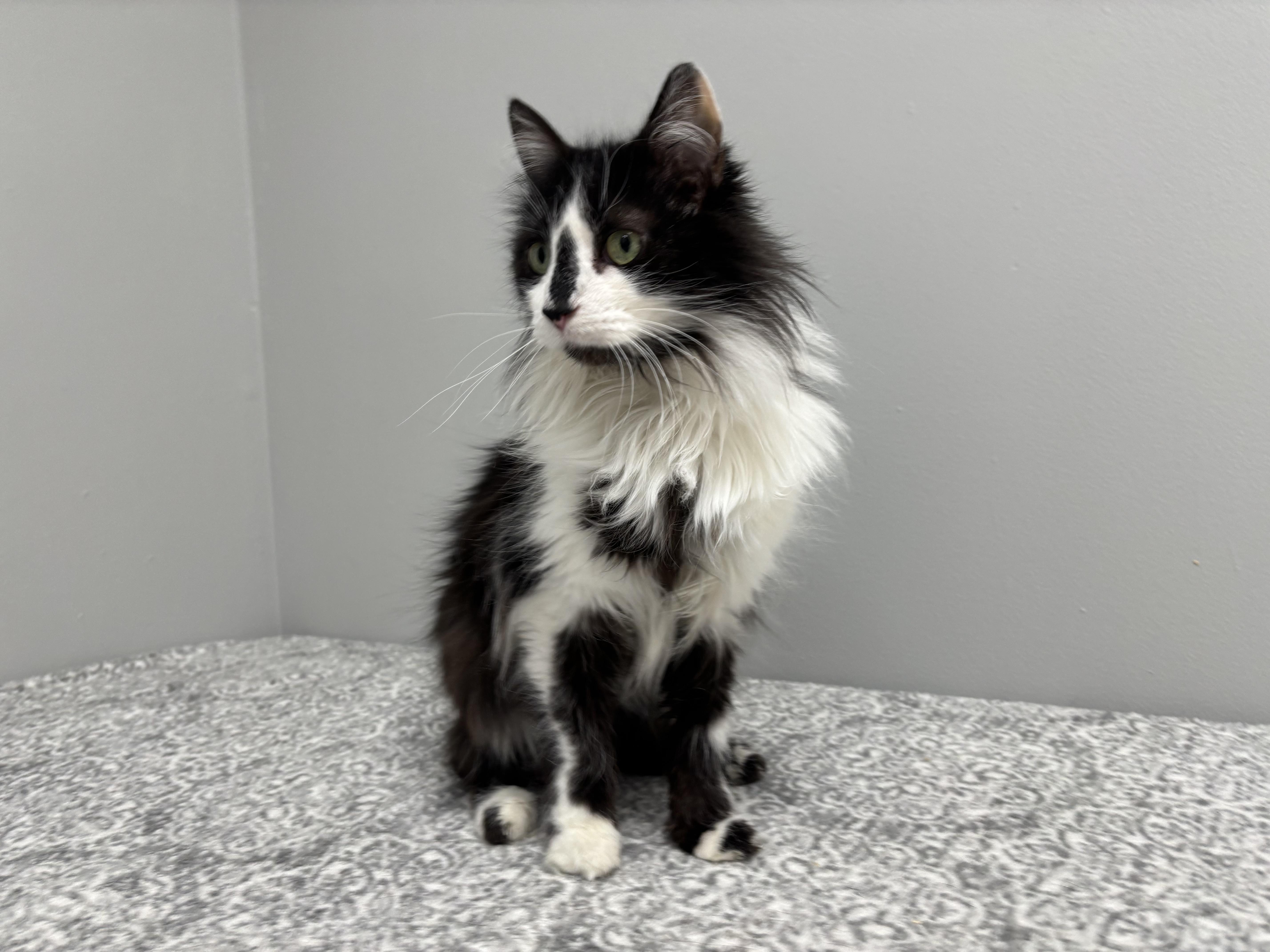 A senior medium-sized female Black & White / Tuxedo Domestic Medium Hair cat named Panda for adoption in Frankfort, IN