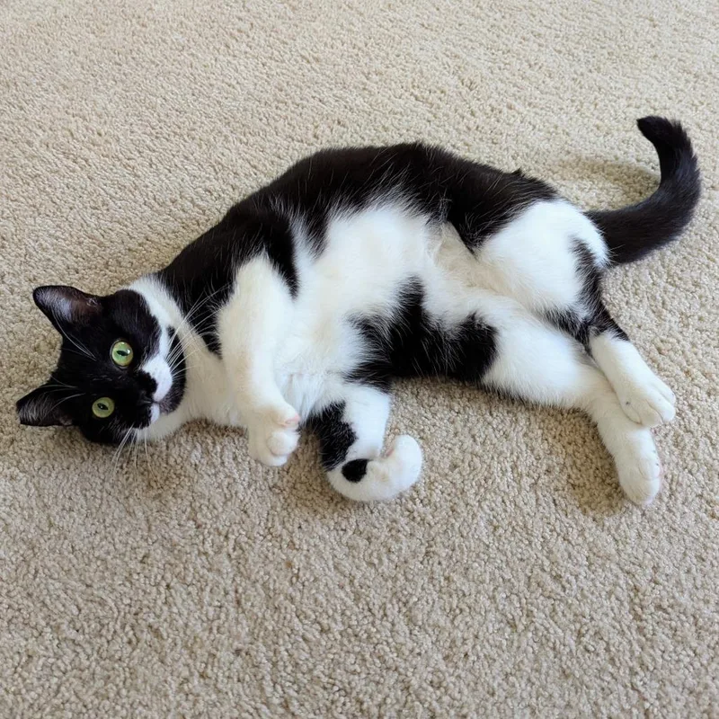 An adult medium-sized female Black Domestic Short Hair cat named Rihanna for adoption in Los Angeles, CA