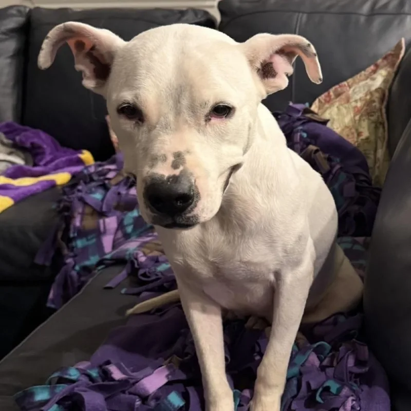 An adult large-sized female White / Cream Pit Bull Terrier dog named Lettie for adoption in Dallas, TX