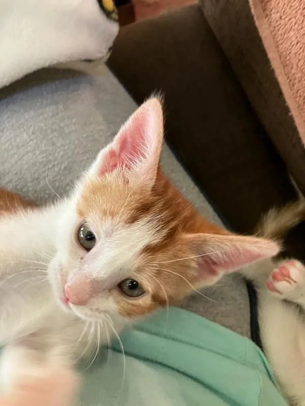 A baby medium-sized female Domestic Short Hair cat named Squirrelflight for adoption in Lincoln, CA