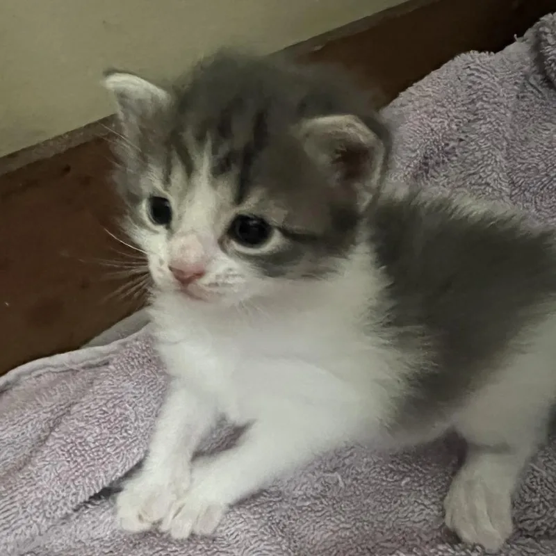 A baby small-sized female Black Domestic Short Hair cat named Kyra for adoption in Newark, DE
