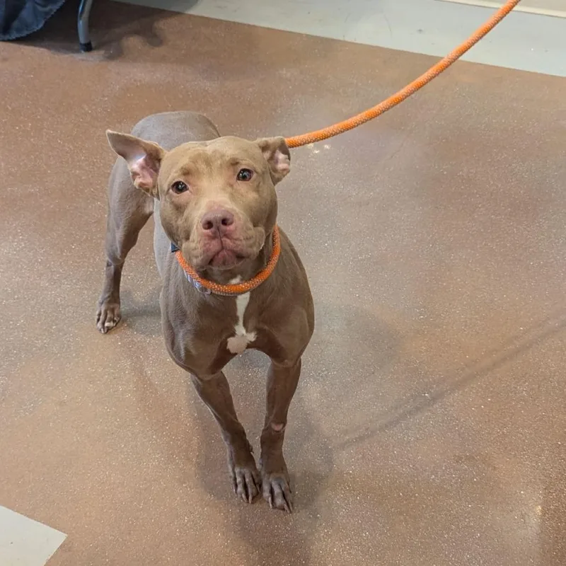 An adult medium-sized female Red / Chestnut / Orange American Staffordshire Terrier dog named Ruby for adoption in Lynchburg, VA
