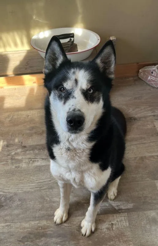 An adult medium-sized male Husky dog named Max for adoption in Genoa, IL