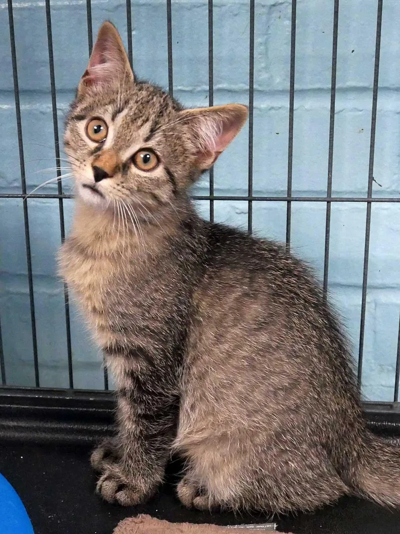 A baby small-sized male Domestic Short Hair cat named Zombie for adoption in Bloomingdale, NJ