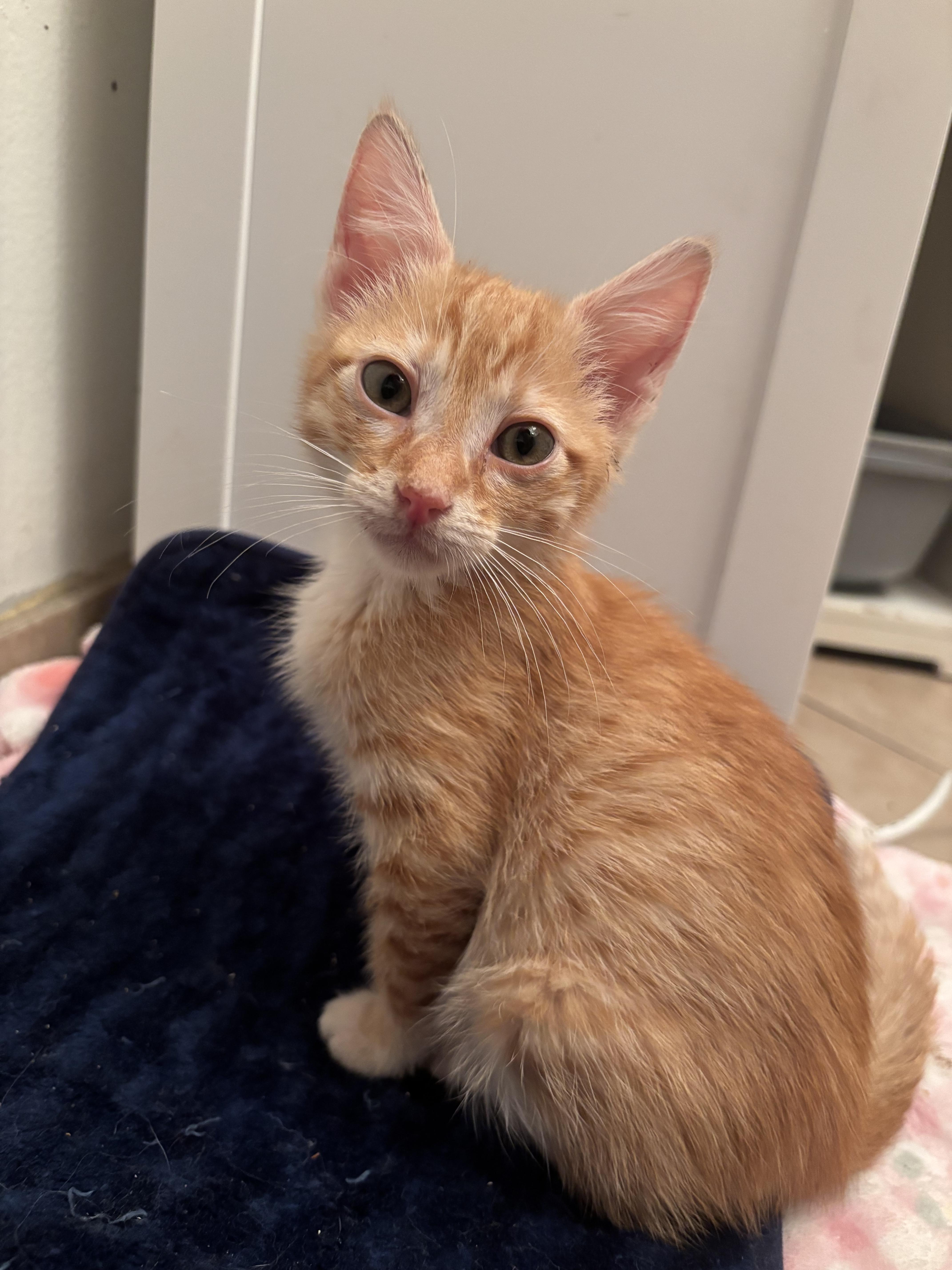 A baby small-sized male Domestic Short Hair cat named Yuzu for adoption in Long Beach, CA