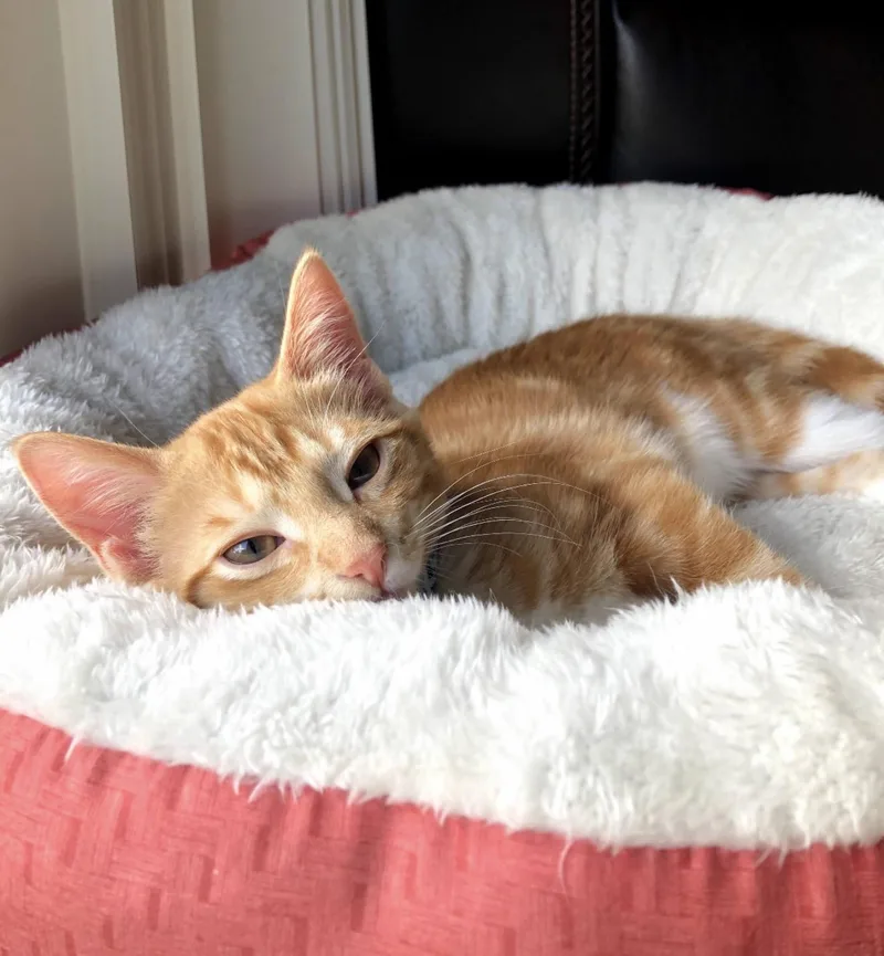 Ruby Aka Chips thumbnail 2