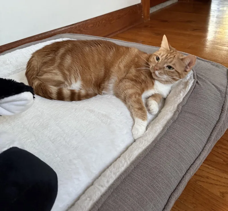 Ruby Aka Chips thumbnail 3