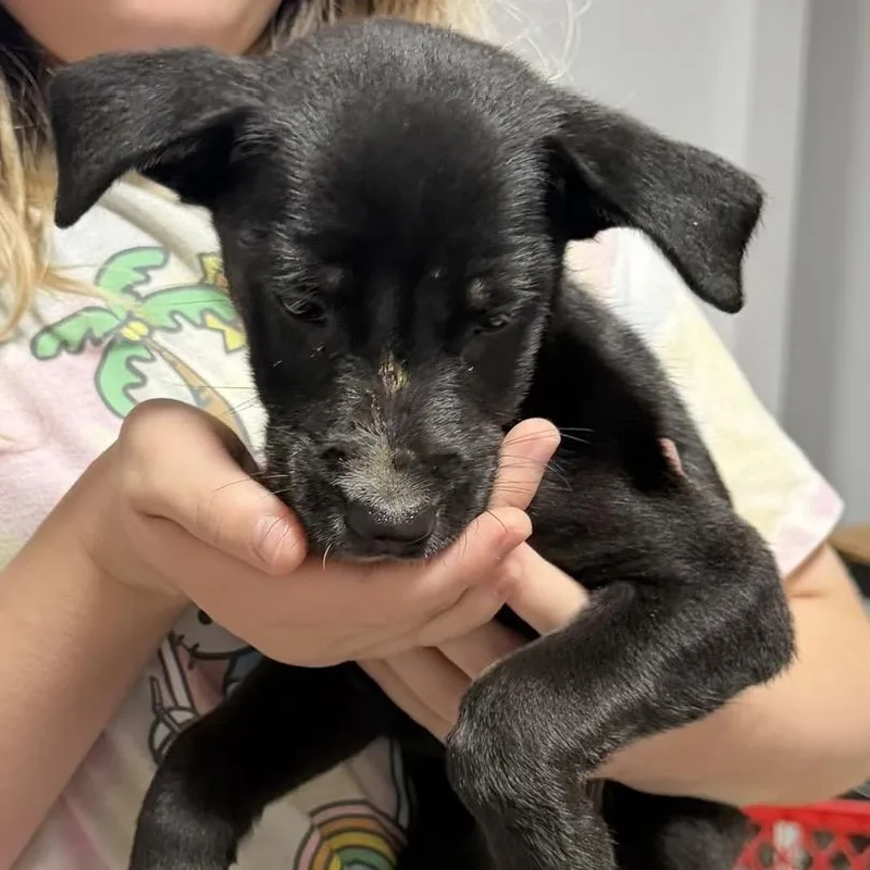 A baby small-sized male Yellow / Tan / Blond / Fawn Mixed Breed dog named Walkman for adoption in Rockville, MD