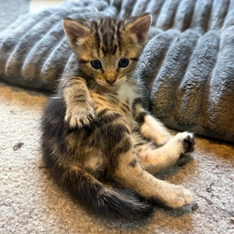 A baby small-sized female Brown / Chocolate Domestic Short Hair cat named Ibuki for adoption in Redmond, WA