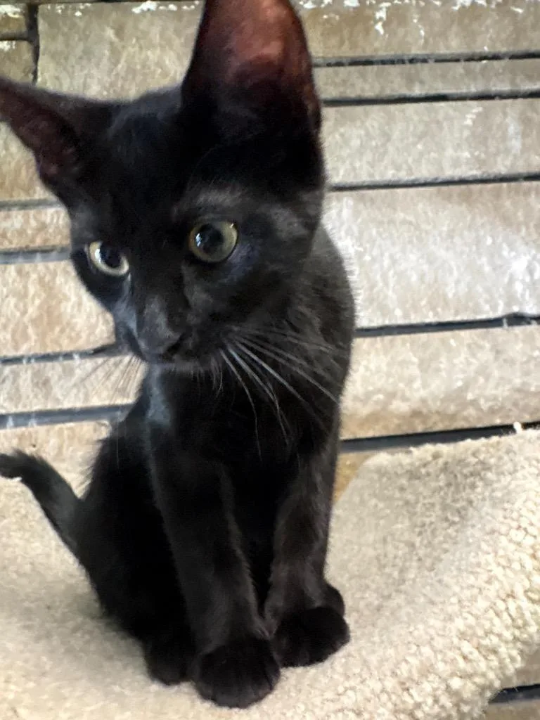 A baby small-sized female Domestic Short Hair cat named Gigi for adoption in Ballwin, MO