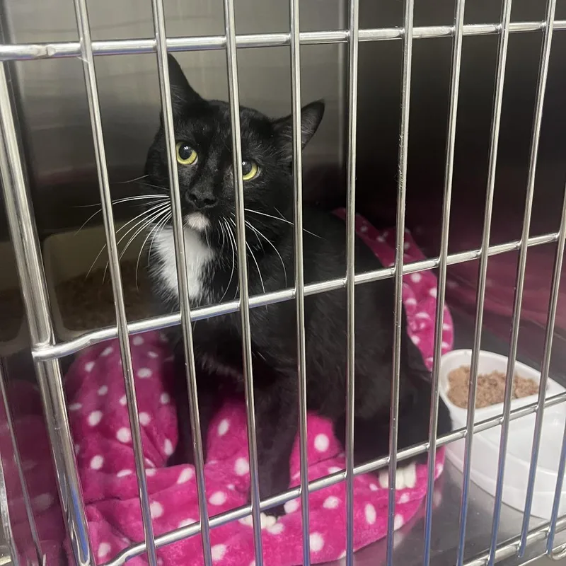 An adult medium-sized male Black Domestic Short Hair cat named Flapjack for adoption in Franklin, NC