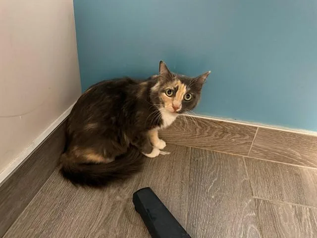 A young medium-sized female Domestic Short Hair cat named Big Momma for adoption in Garland, TX