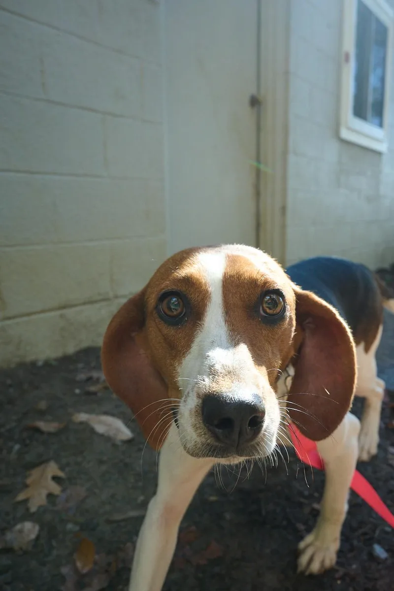 An adult medium-sized female Beagle dog named Canoli for adoption in Floyd, VA