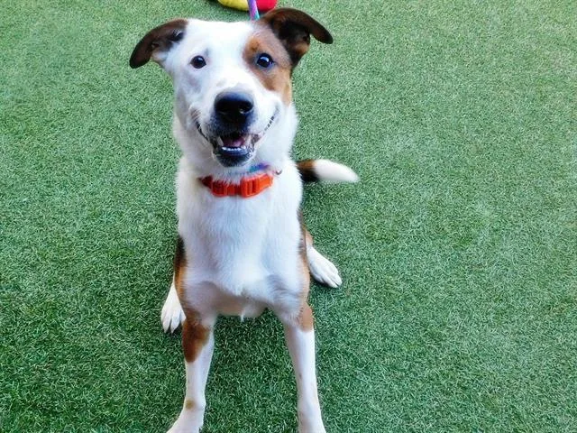 An adult medium-sized male Border Collie dog named Hank for adoption in Saint Louis, MO