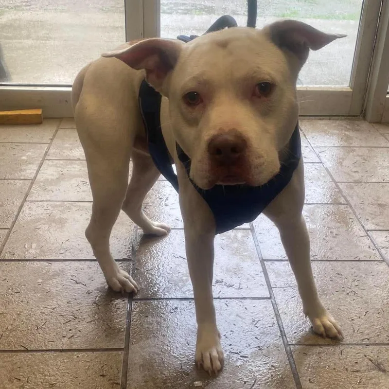 A young medium-sized male White / Cream Mixed Breed dog named Donkey for adoption in Huntington, WV