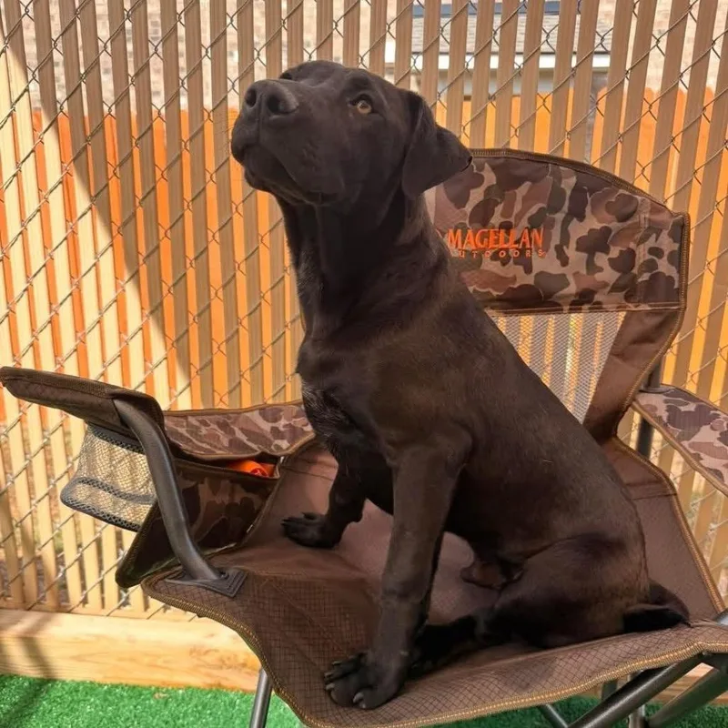 A baby medium-sized male Black Labrador Retriever dog named Dylan for adoption in Brownsboro, AL