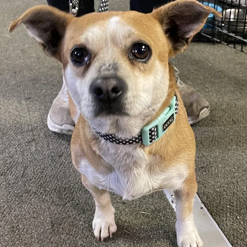 An adult small-sized female Yellow / Tan / Blond / Fawn Chihuahua dog named Uno for adoption in Graham, WA