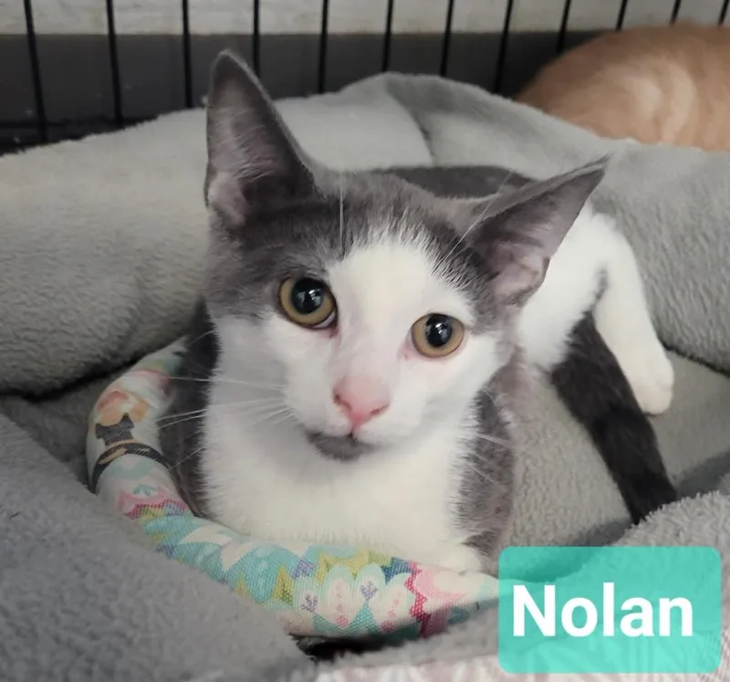 Nolan