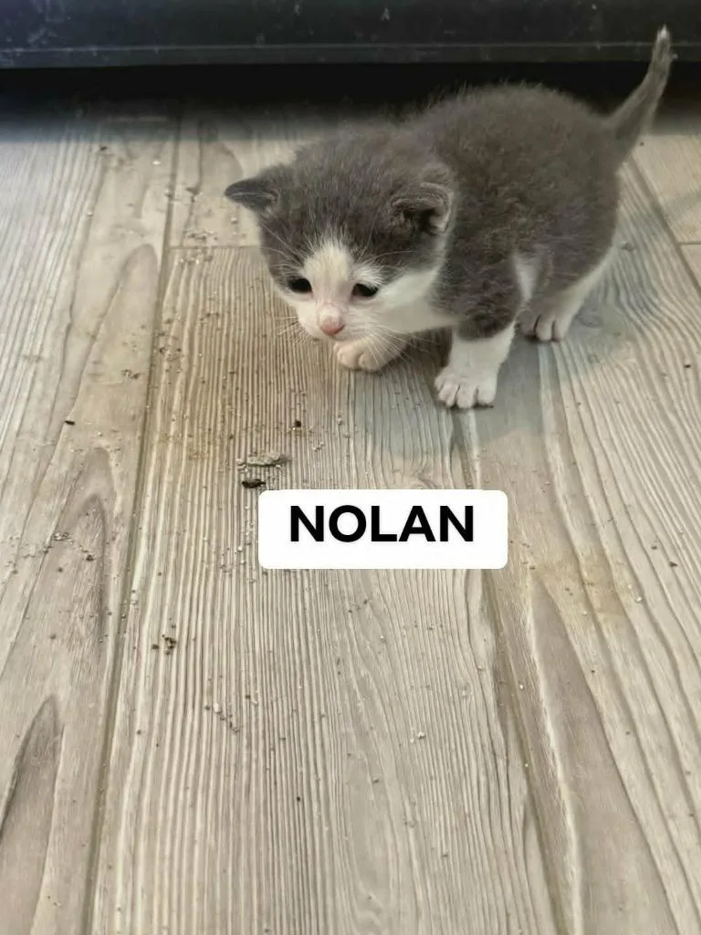 Nolan thumbnail 4