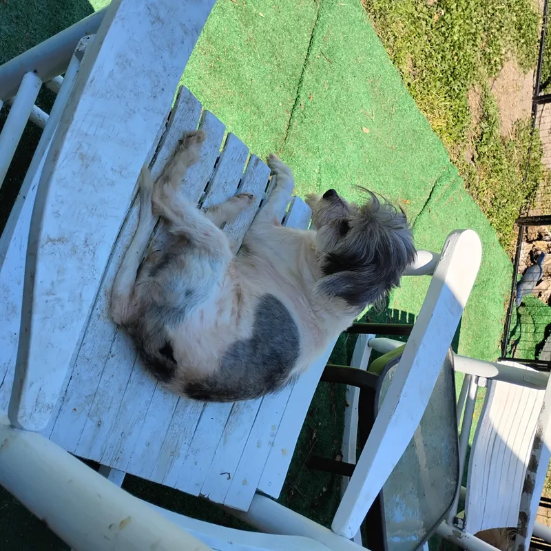 An adult small-sized female Gray / Blue / Silver Shih Tzu dog named Sylvie for adoption in Salisbury, MD